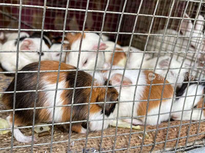 小豚鼠(Cavia porcellus)与成年母亲的金属笼子的特写图像，小豚鼠在半英寸见方的金属丝网后面，生菜，重点在前景